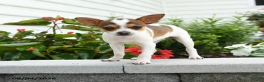 Daisy