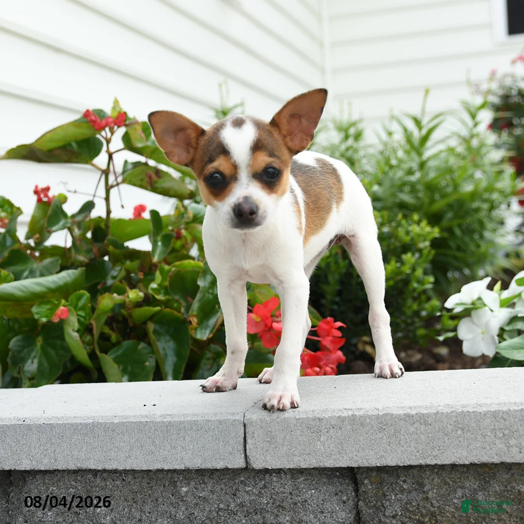 Toy Fox Terrier dogs for sale: Daisy - Ad 1