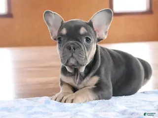 French Bulldog dogs Serenity - Ad 23