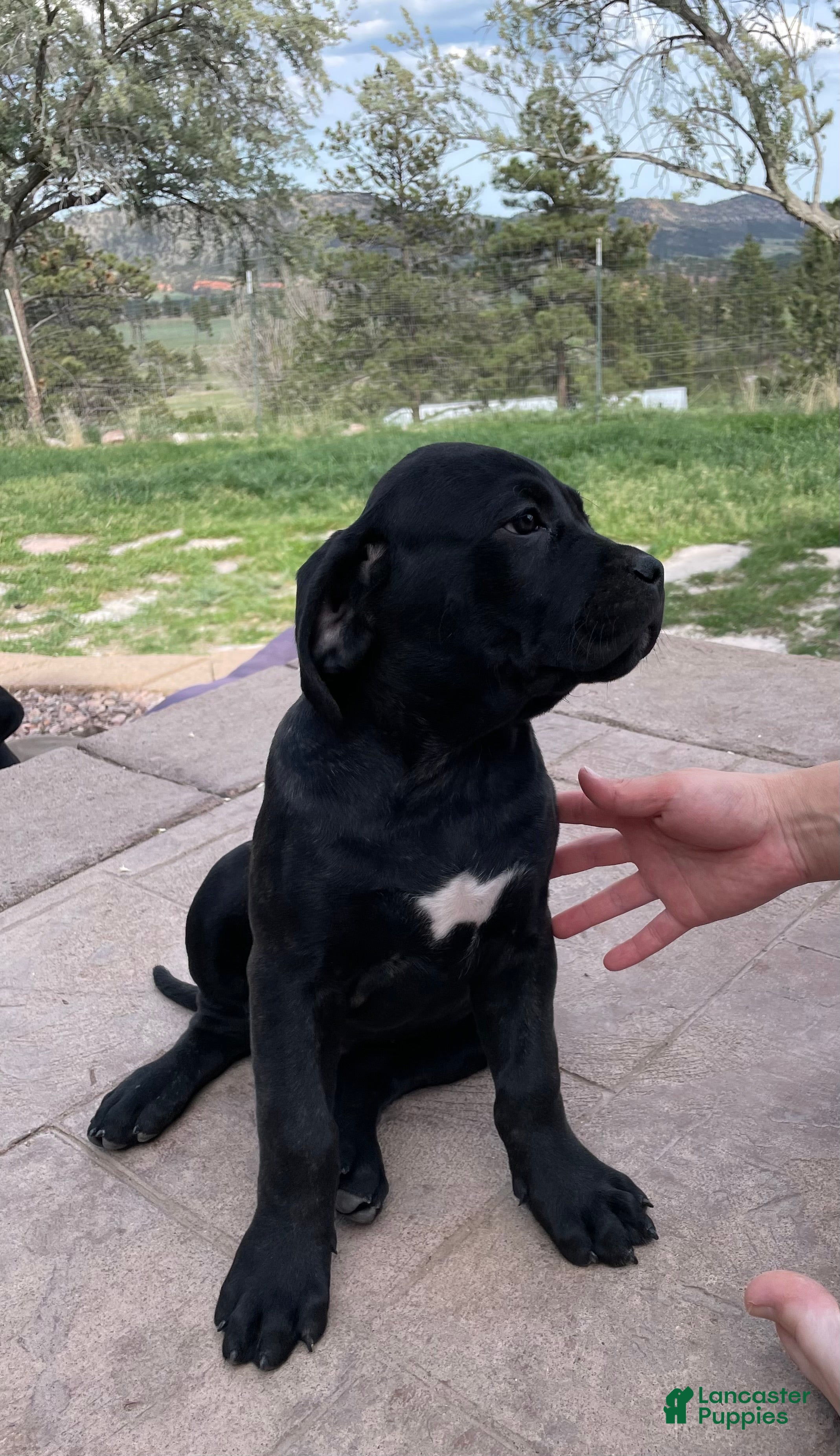 Cane Corso dogs Cane Corso Puppy 6 - Ad 1