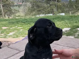 Cane Corso dogs for sale: Cane Corso Puppy 6 - Ad 3