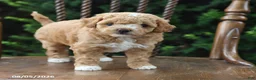 Maltipoo dogs for sale: Taffy - Ad 5