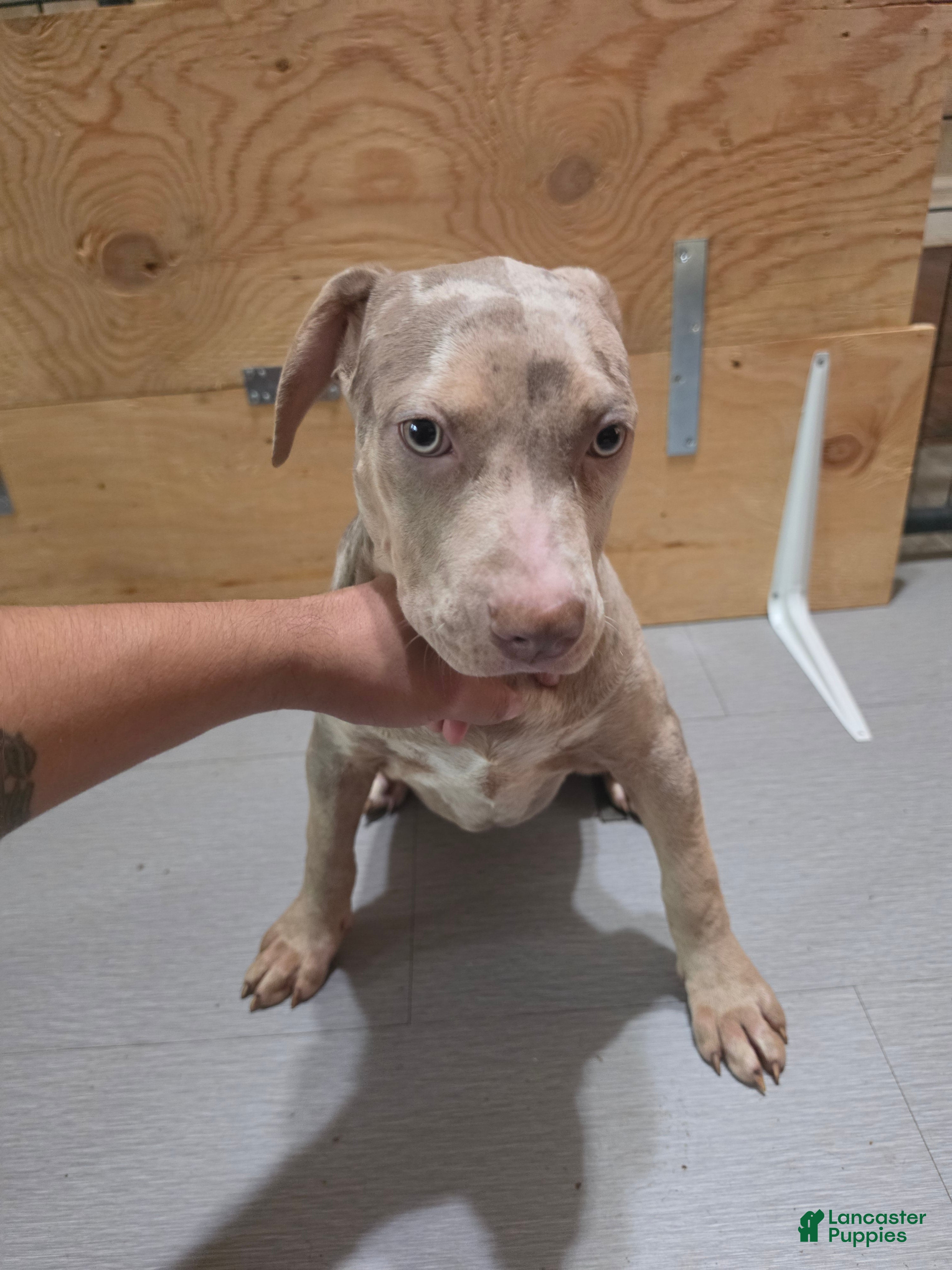 American Bully dogs American Bully 4 female - Ad 2