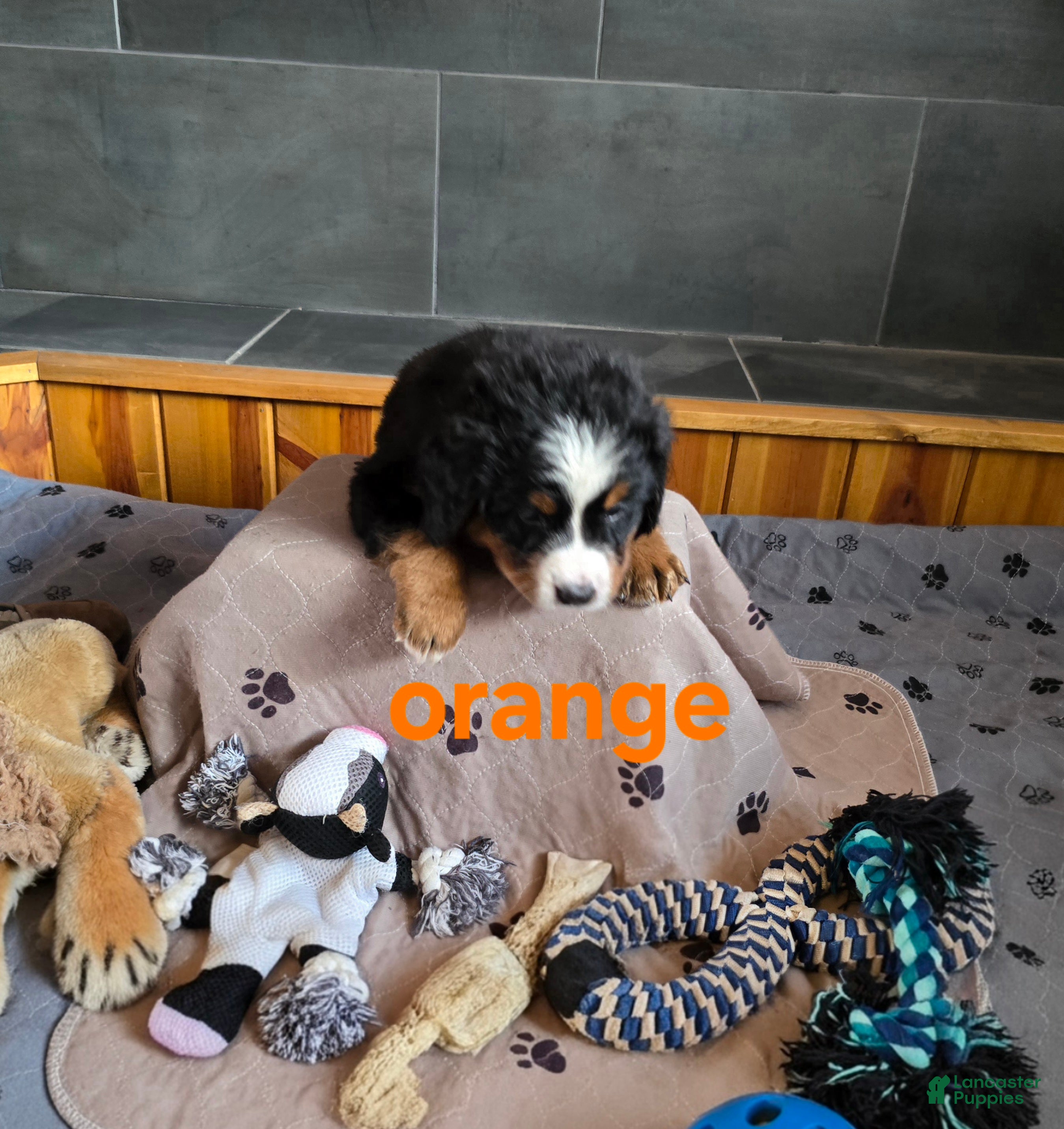 Bernese Mountain Dog dogs Orange - Ad 2
