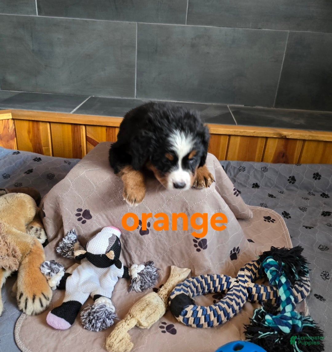 Bernese Mountain Dog dogs for sale: Orange - Ad 2