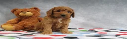 Mini Goldendoodle dogs for sale: Carla - Ad 3