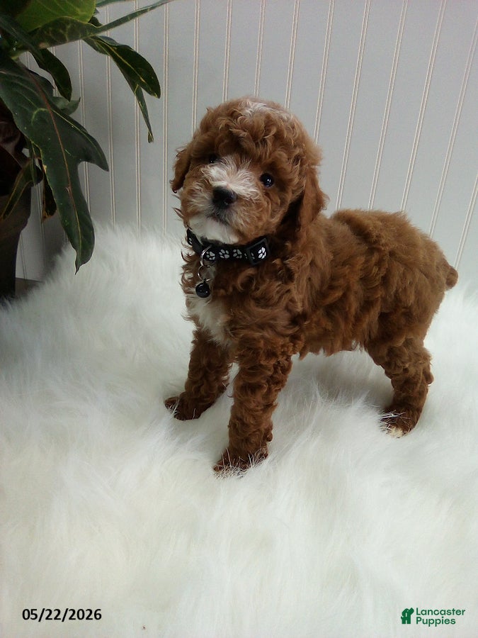 Miniature Poodle dogs Seth - Ad 2