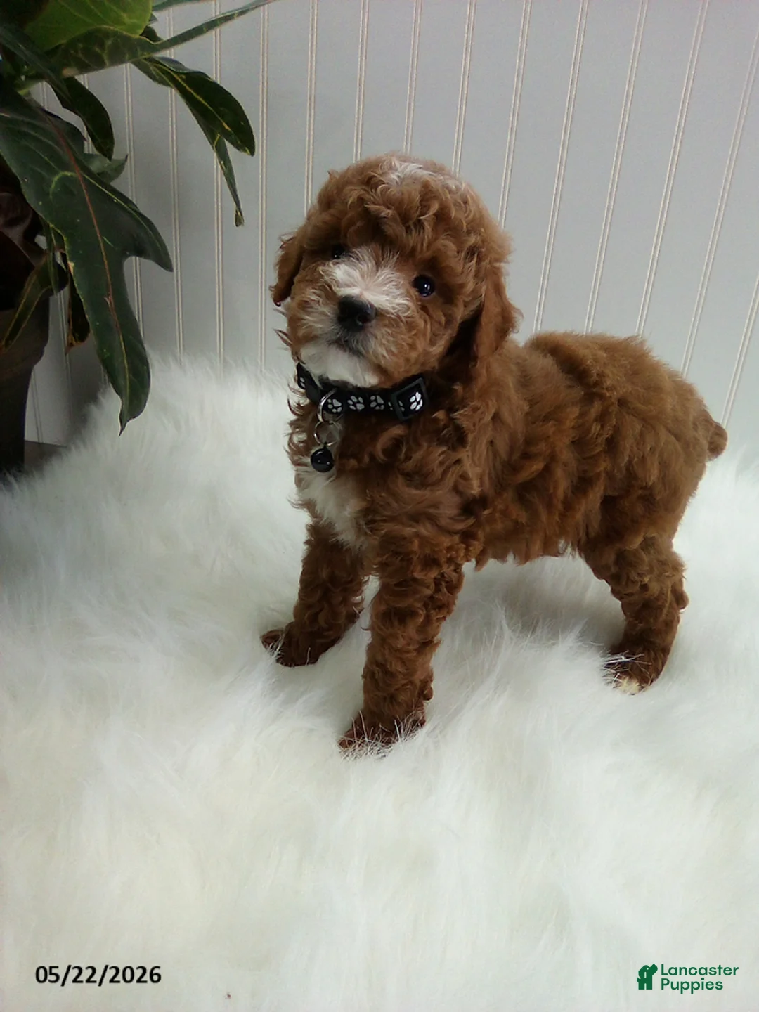 Miniature Poodle dogs for sale: Seth - Ad 2
