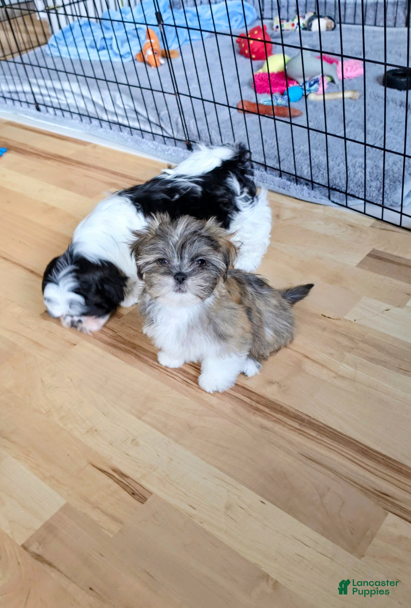 Lhasa Apso dogs SAGE - Ad 2