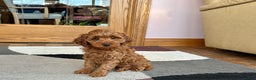 Cavapoo dogs for sale: Cavapoo F1b male Puppy 3 - Ad 3