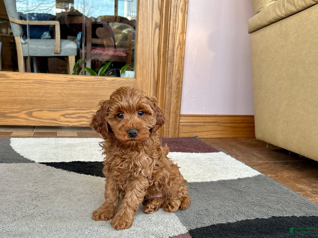 Cavapoo dogs for sale: Cavapoo F1b male Puppy 3 - Ad 3