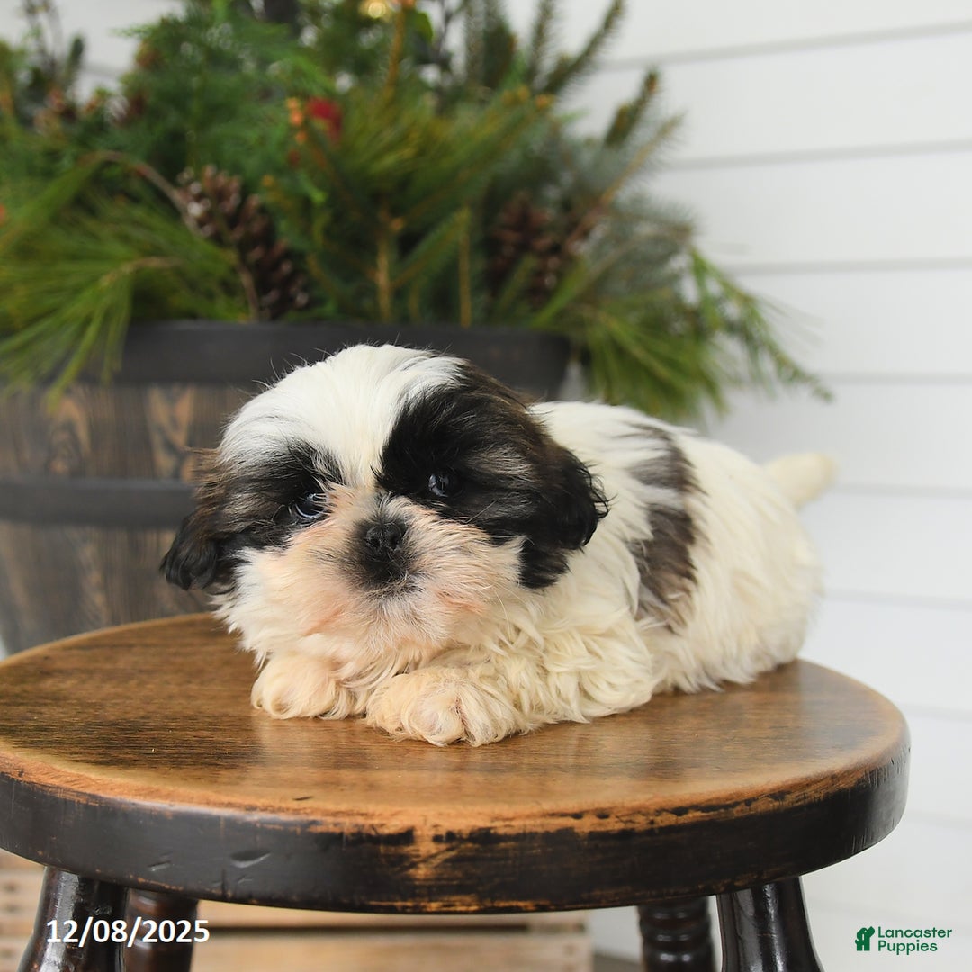 Shih Tzu dogs for sale: Muffin - Ad 1