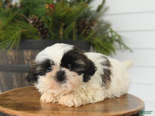 Shih Tzu dogs Muffin - Ad 39