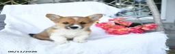 Welsh Corgi Pembroke dogs for sale: Kora - Ad 3