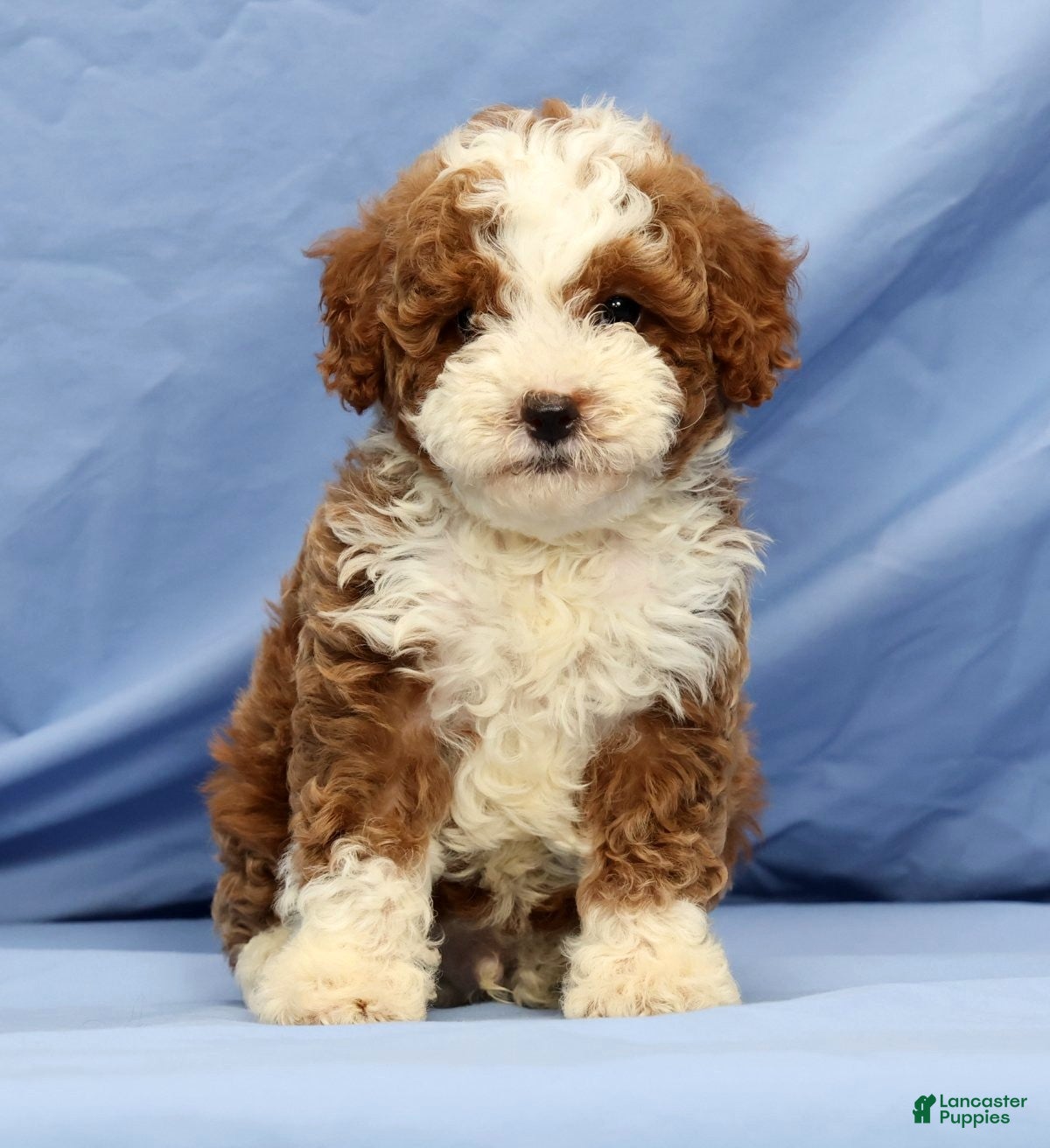 Cavapoo dogs Elmer - Ad 1