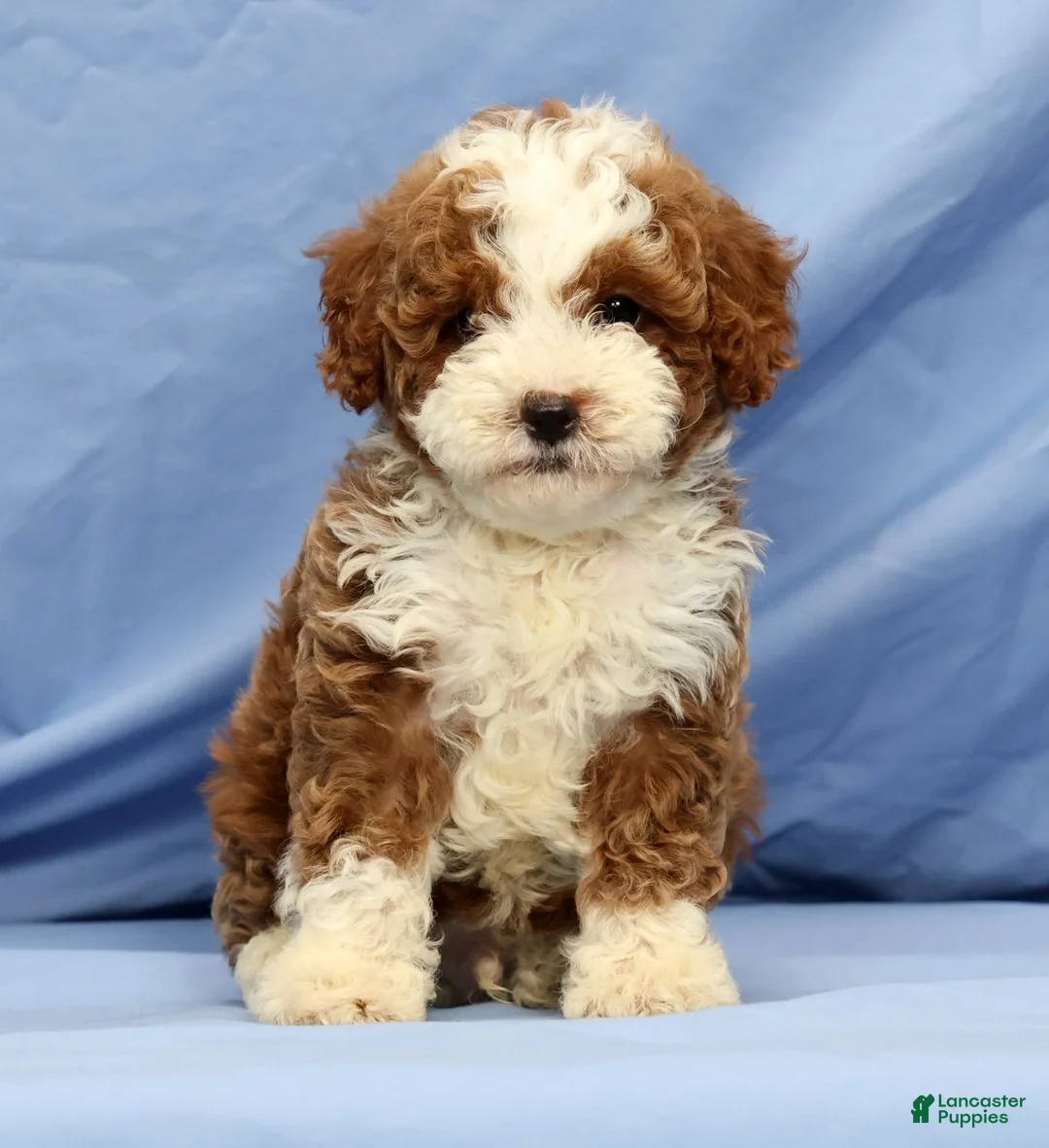 Cavapoo dogs for sale: Elmer - Ad 1