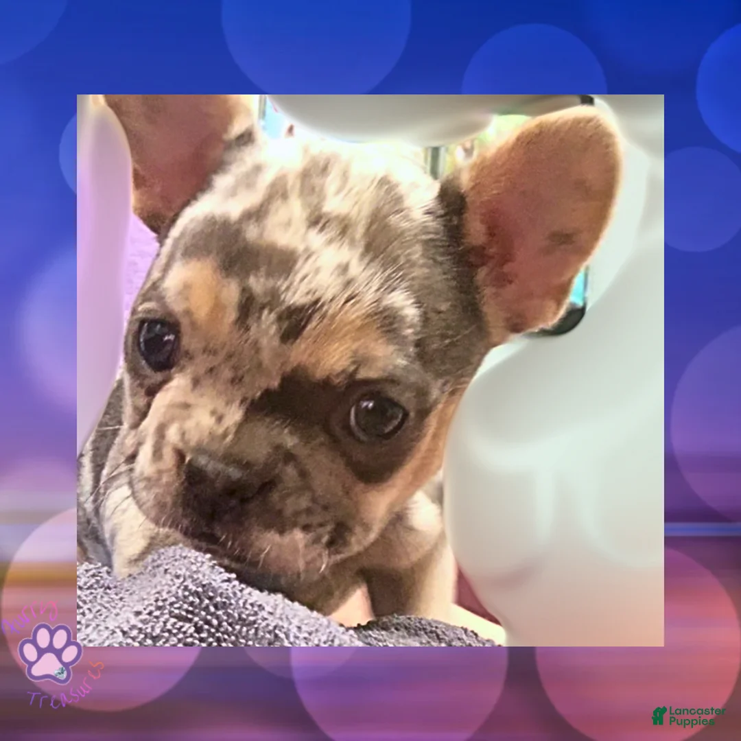 French Bulldog dogs for sale: Soraya, Female - Ad 2
