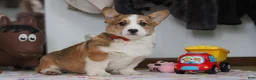 Welsh Corgi Pembroke dogs for sale: Jack - Ad 12