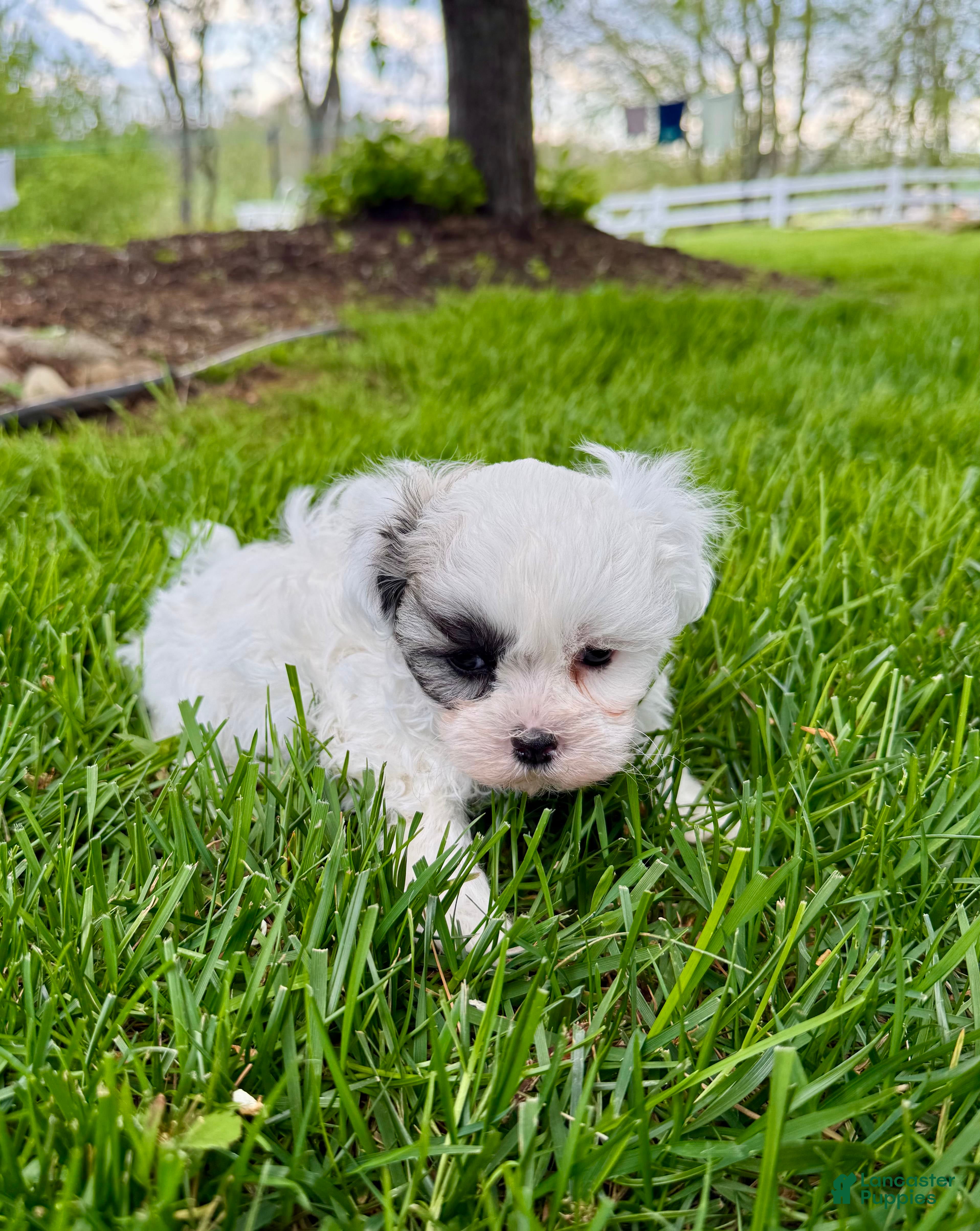 Mixed Breed dogs Tommy - Ad 2