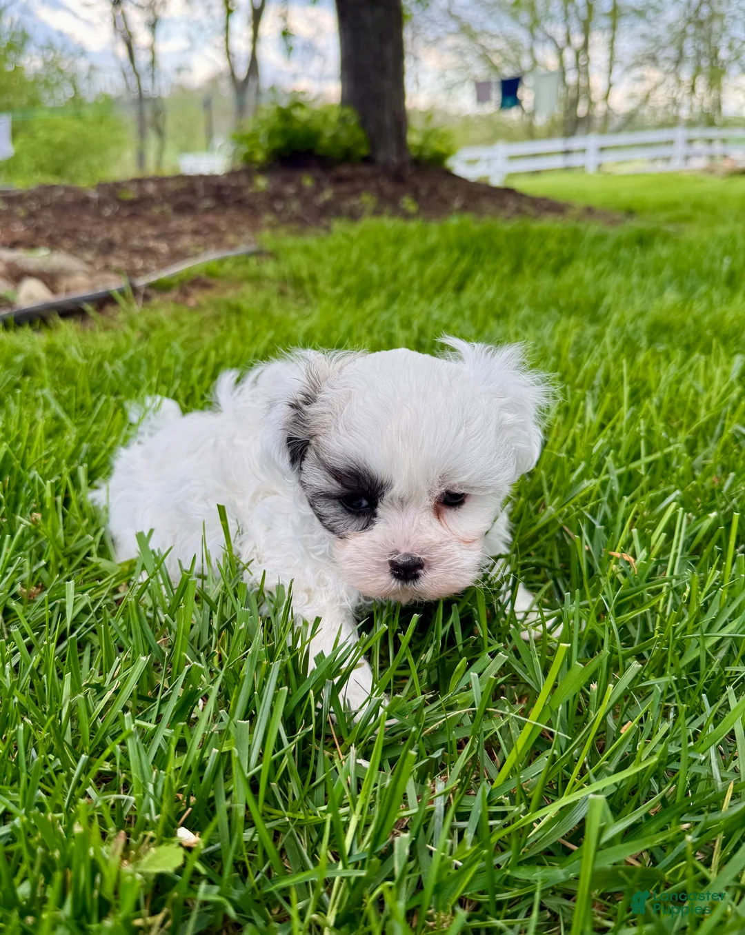 Mixed Breed dogs for sale: Tommy - Ad 2