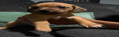 Chiweenie 2