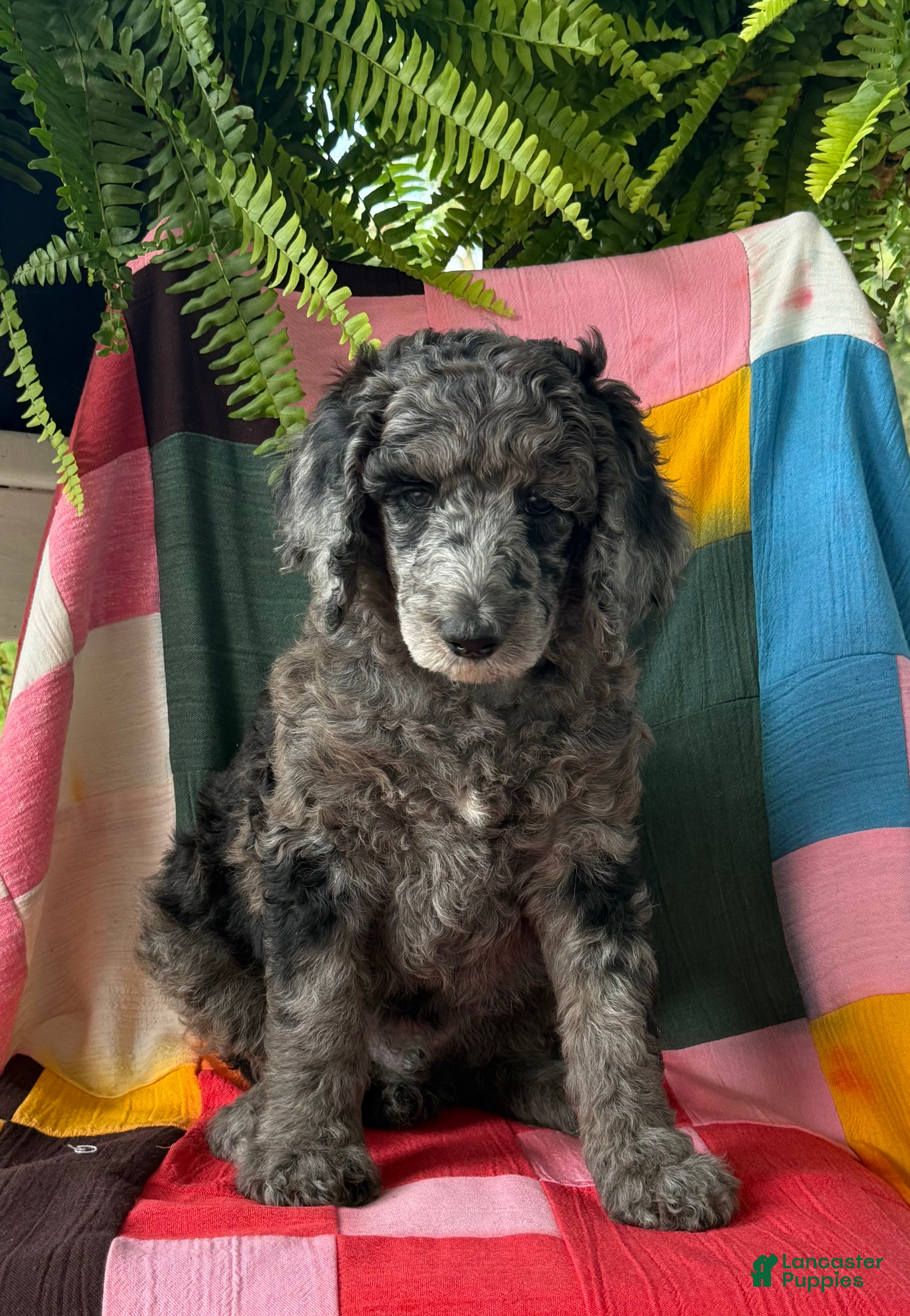 Standard Poodle dogs for sale: Dior - Ad 1