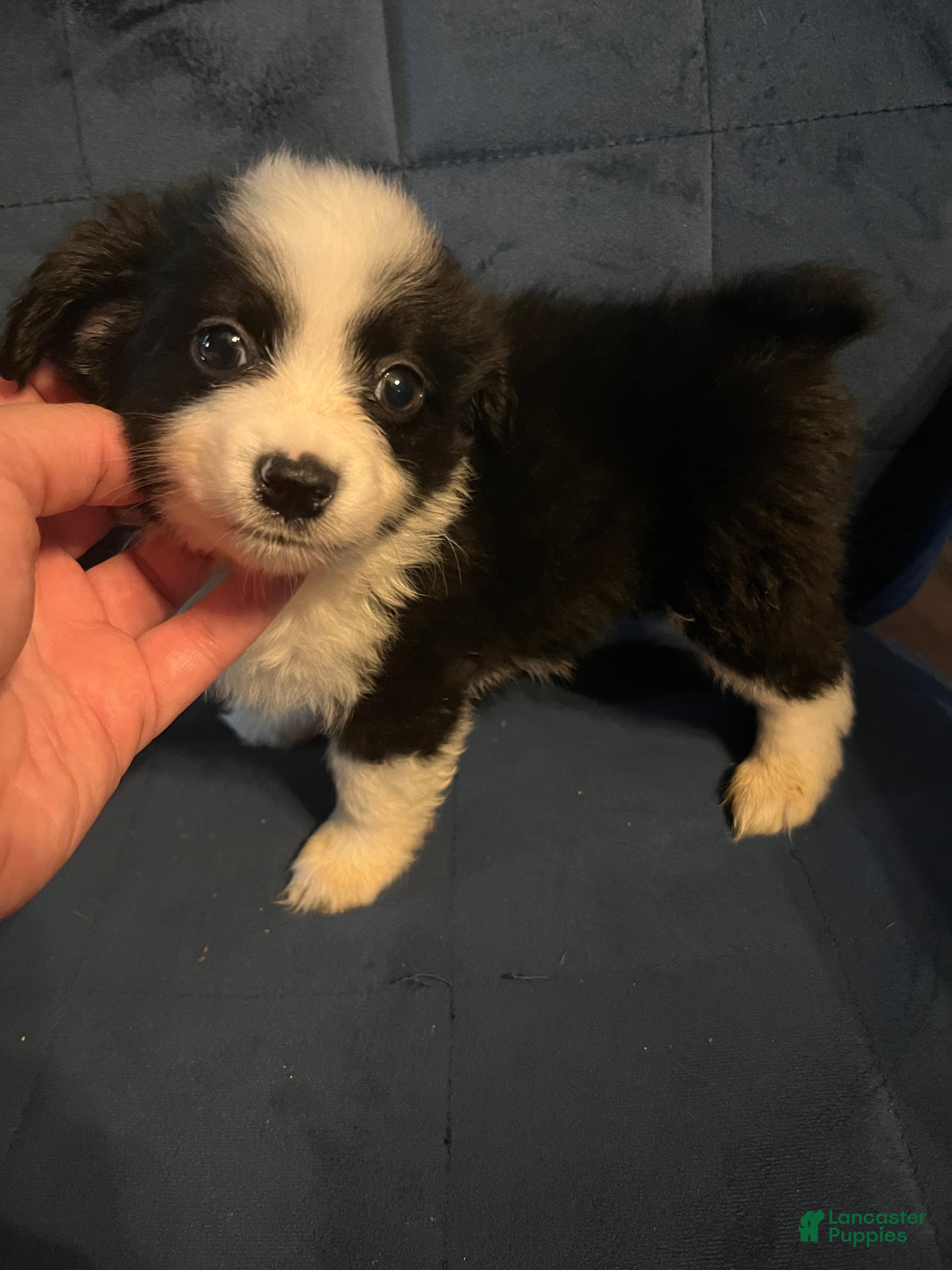Mixed Breed dogs for sale: Daisy - Ad 1