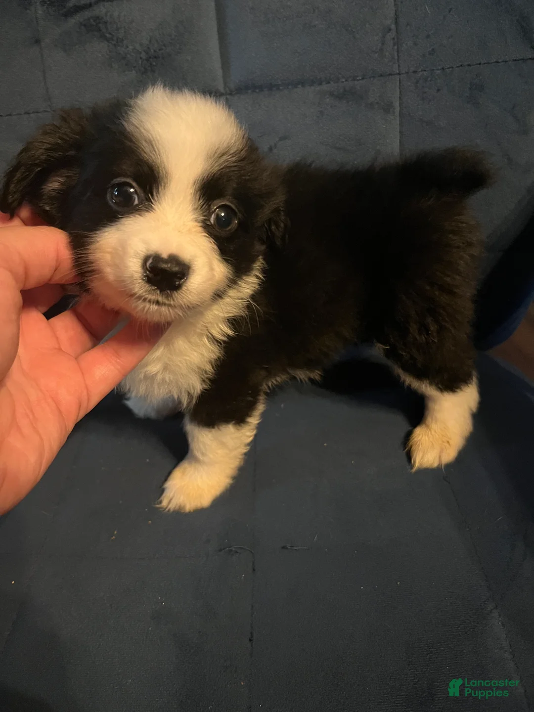 Mixed Breed dogs for sale: Daisy - Ad 1