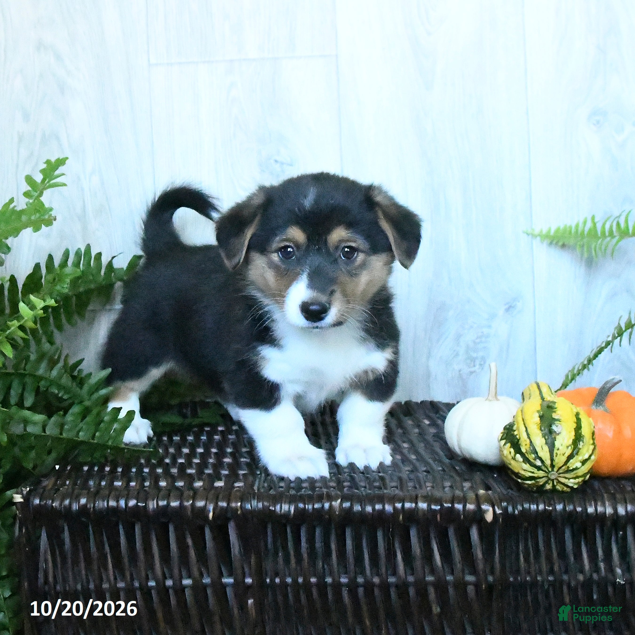 Welsh Corgi Pembroke dogs for sale: Keesha - Ad 3