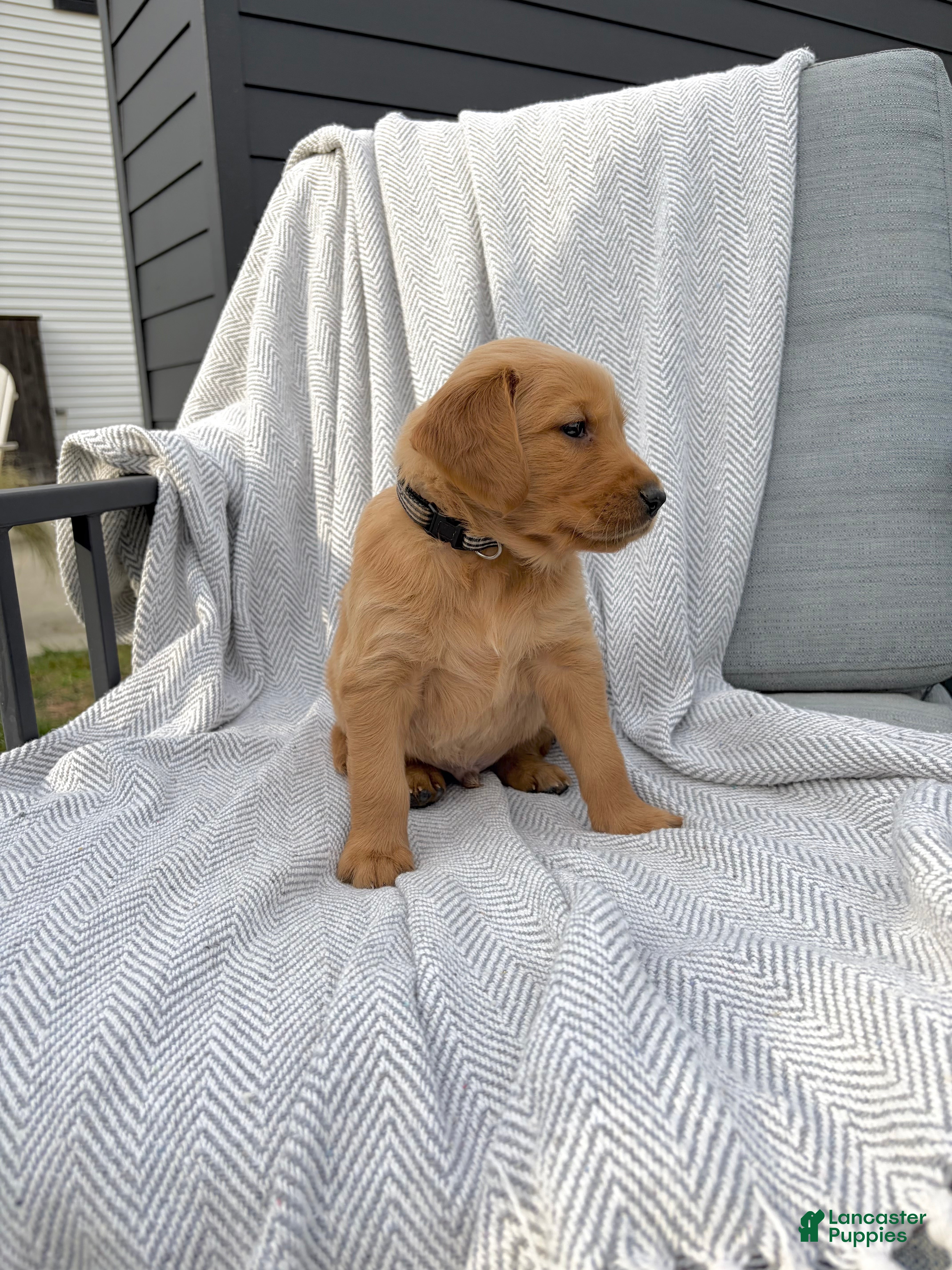 Golden Retriever dogs for sale: Smoky (black collar) - Ad 1