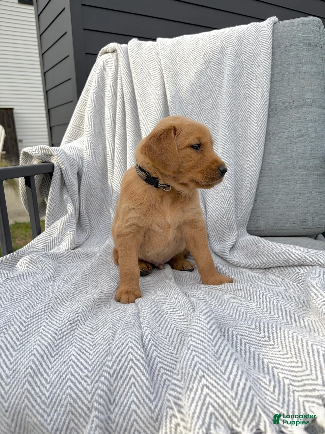 Golden Retriever dogs for sale: Smoky (black collar) - Ad 1
