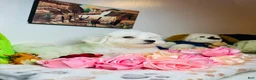 Maltese dogs for sale: Zeus - Ad 4