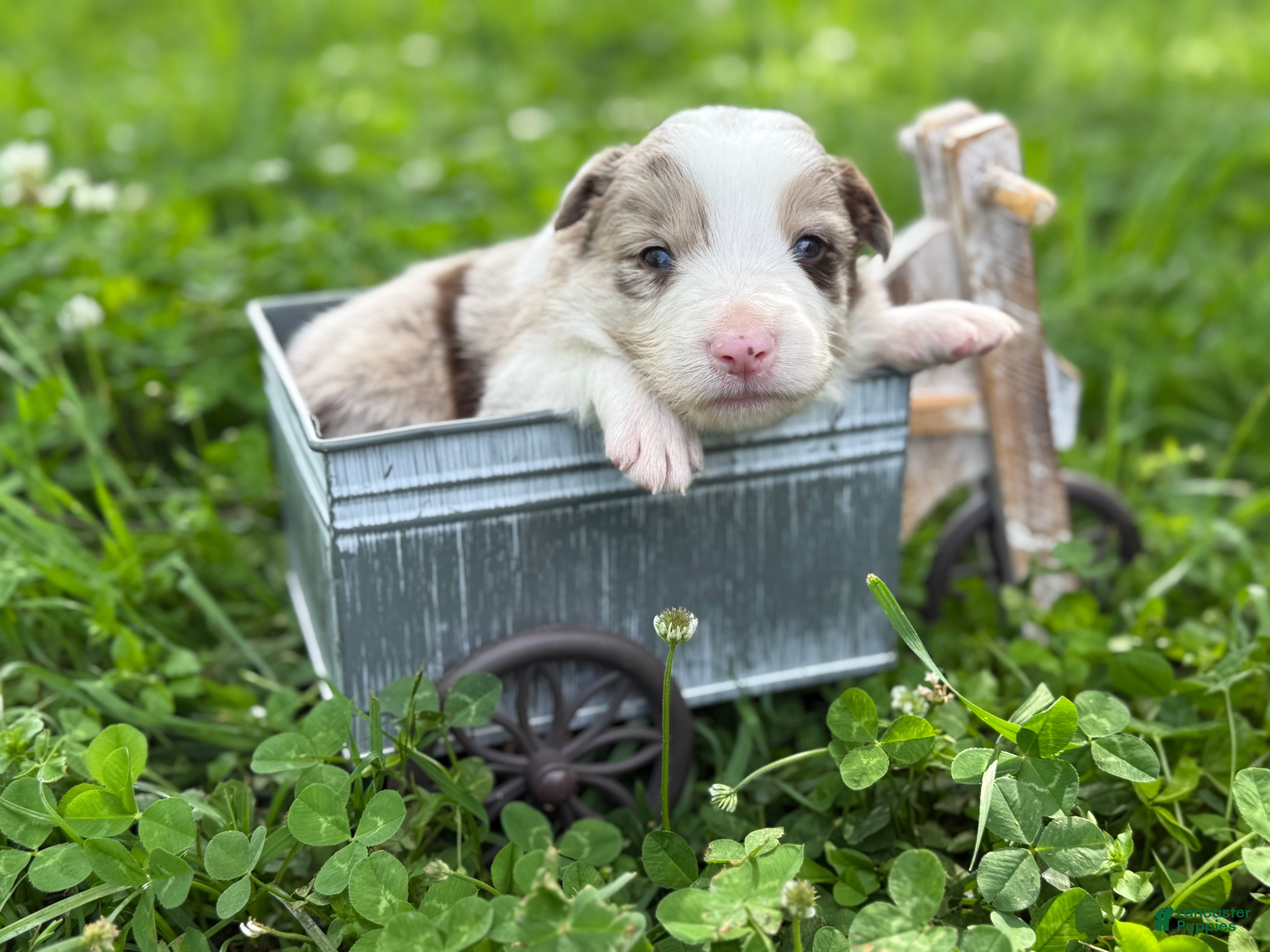 Border Collie dogs Red Merle Boy - Ad 17