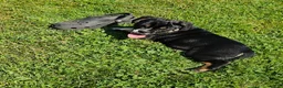 Mixed Breed dogs for sale: SALE! Dynamo - Ad 2