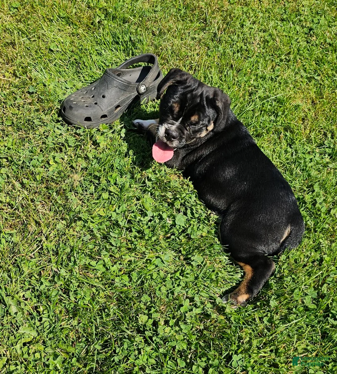 Mixed Breed dogs for sale: SALE! Dynamo - Ad 2