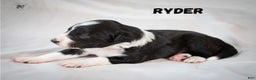 Border Collie dogs for sale: Ryder - Ad 2