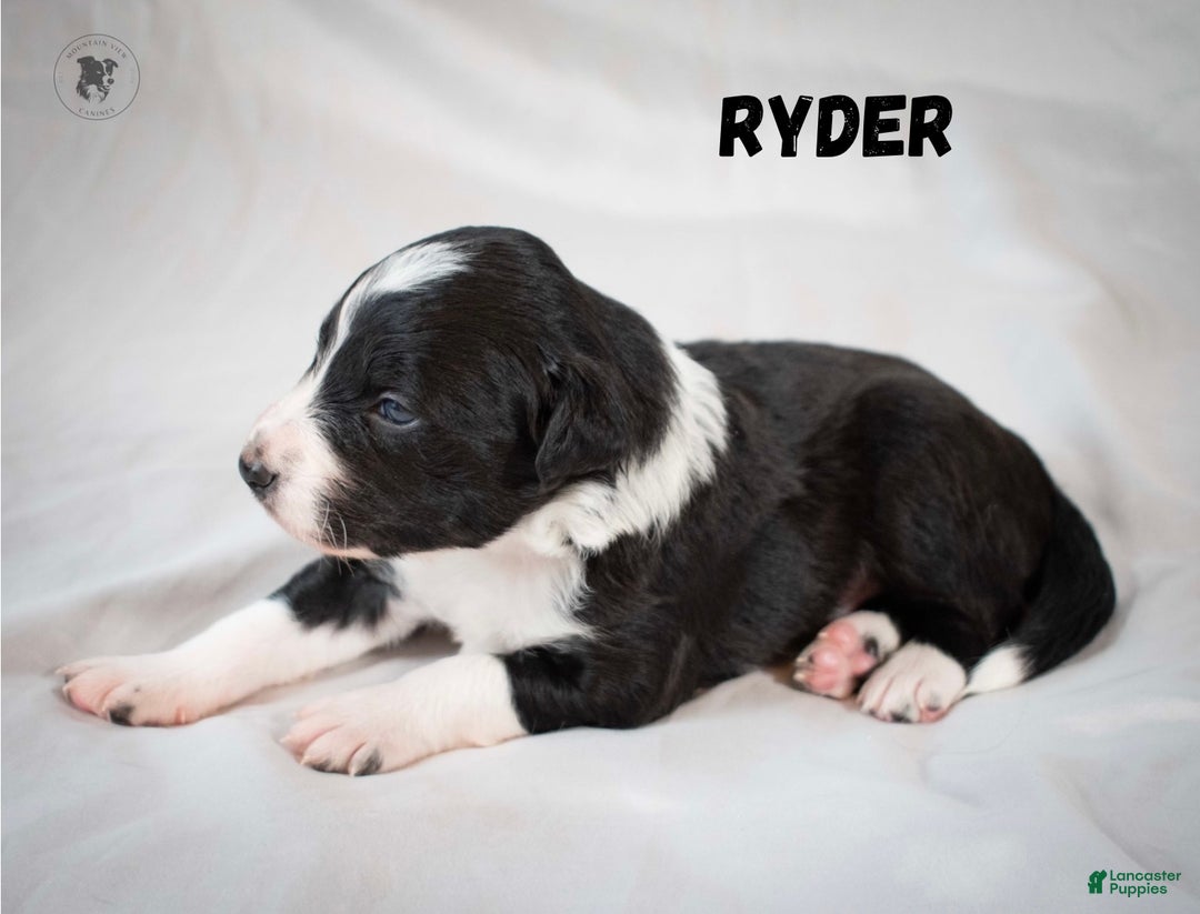 Border Collie dogs for sale: Ryder - Ad 2