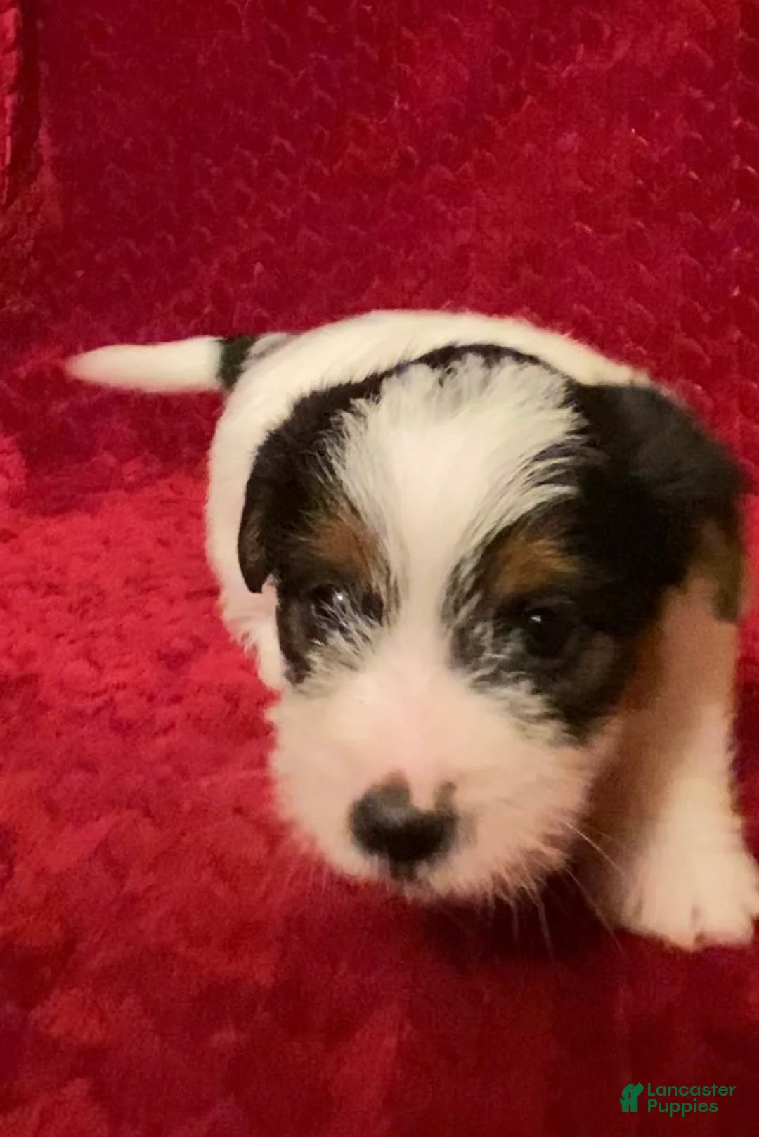 Jack Russell Terrier dogs for sale: Jack Russell Terrier Puppy 4 - Ad 4