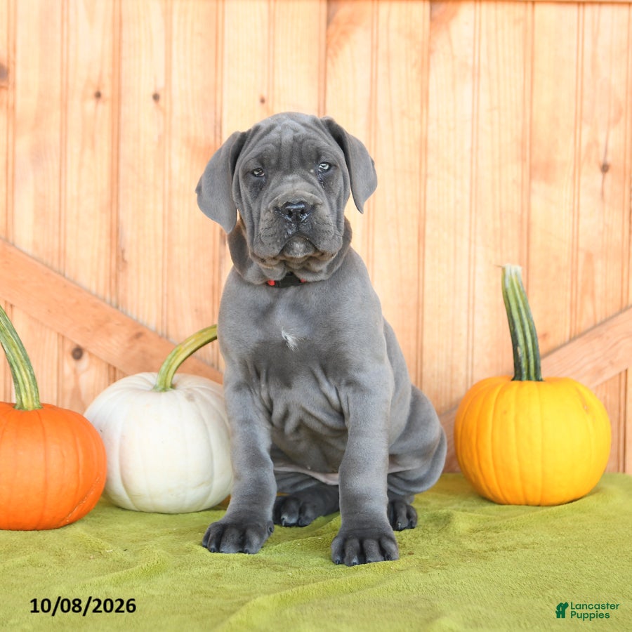 Cane Corso dogs Cora  - Ad 1