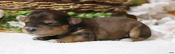 Yorkiepoo dogs for sale: Boris  - Ad 8
