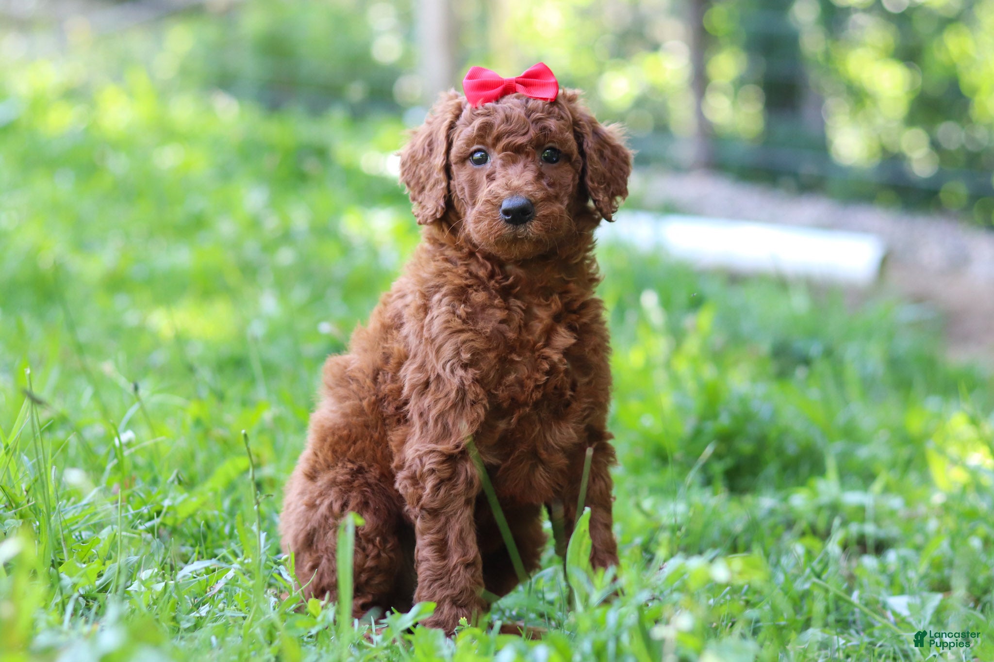 Standard Poodle dogs Bella AKC - Ad 1