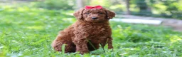 Standard Poodle dogs for sale: Bella AKC - Ad 1
