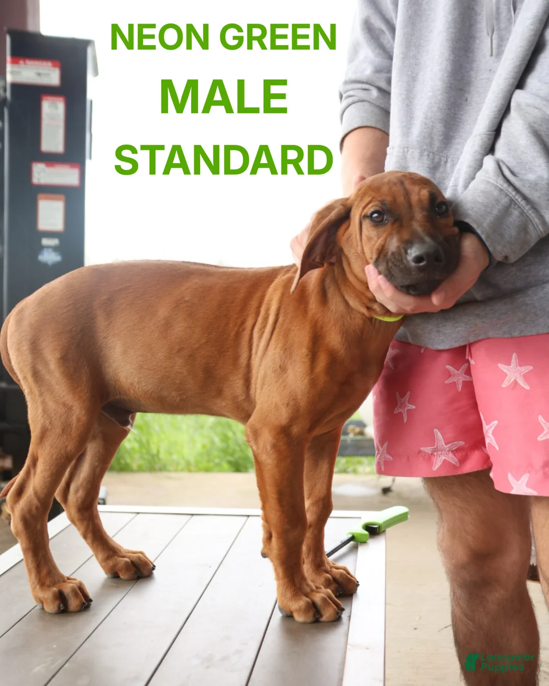 Rhodesian Ridgeback dogs for sale: Rhodesian Ridgeback Puppy 5 - Ad 1