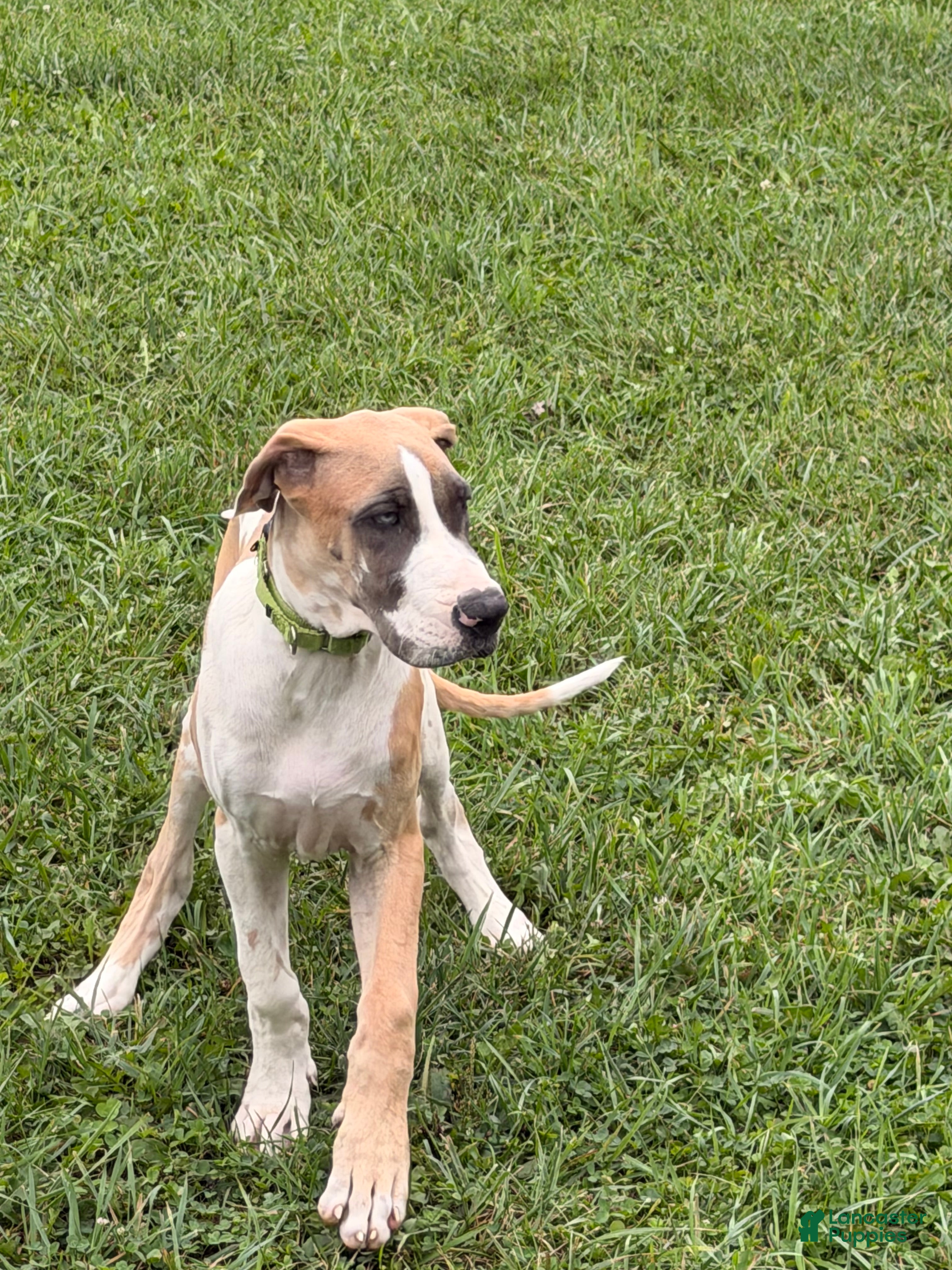 Great Dane dogs Parker Great Dane  - Ad 2