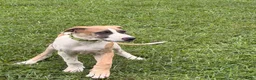 Great Dane dogs for sale: Parker Great Dane  - Ad 2