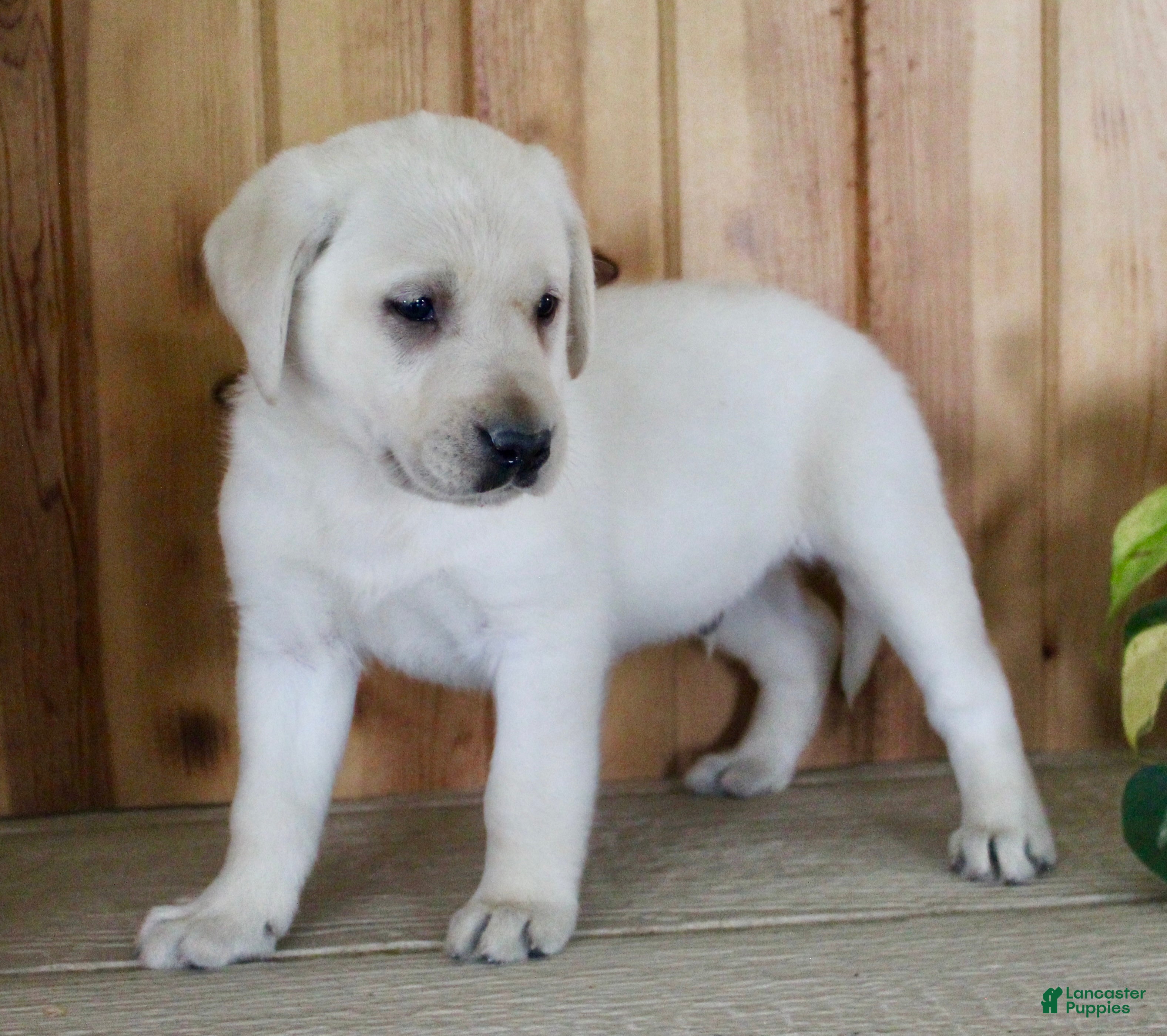 Labrador Retriever dogs Zeus  - Ad 2