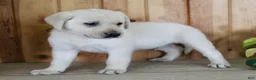 Labrador Retriever dogs for sale: Zeus  - Ad 2
