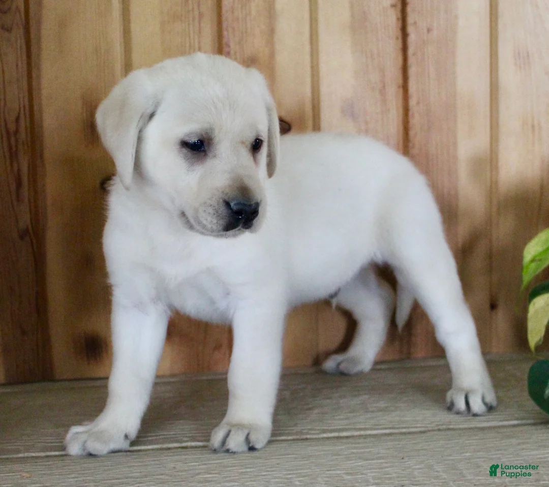 Labrador Retriever dogs for sale: Zeus  - Ad 2