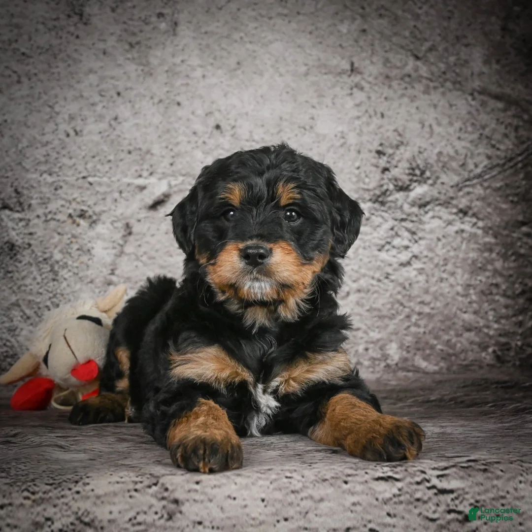 Mini Goldendoodle dogs for sale: Madison - Ad 5
