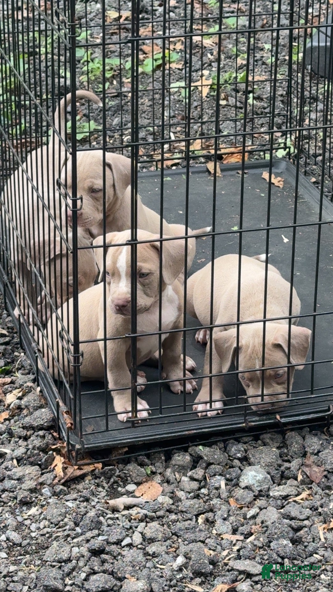American Bully dogs for sale: American Bully 2 - Ad 1